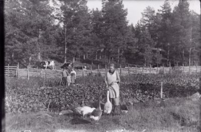Kvinna stående och matar gäss. Man, kvinna och flicka stående bakom gärde.
Nyckelord: Nötkreatur Gäss Gärdesgård