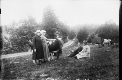 Man och 4 kvinnor i hage med nötkreatur.
Nyckelord: Oxe Väg