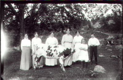 5 kvinnor, 1 pojke och 1 flicka stående med nötkreatur i hage.
Nyckelord: Oxe Natur