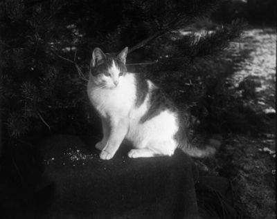 Katt sitter på bord utomhus
Nyckelord: Katt