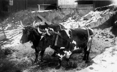 2 stående oxar.
Nyckelord: Oxe