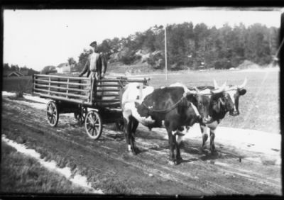 Man stående på oxekipage.
Nyckelord: Oxe Vagn Skrinda