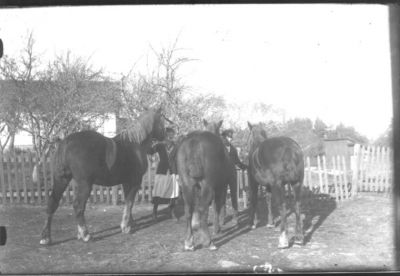 Man och kvinna stående med 3 hästar.
Nyckelord: Häst Staket