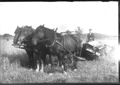 Man sittande på självbindare, dragen av 3 hästar.
Nyckelord: Häst Självbindare