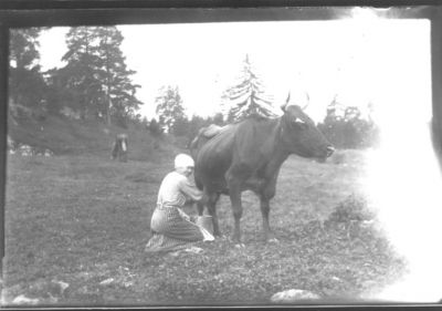 Kvinna mjölkandes en ko i hage.
Nyckelord: Ko Mjölkhink