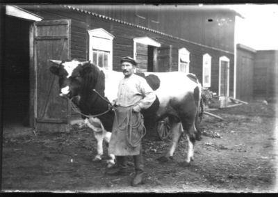 Man stående på ladugårdsplan med tjur.
Nyckelord: Tjur Ladugård