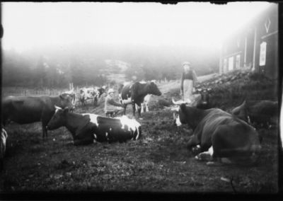 Man och kvinna mjölkandes i hage.
Nyckelord: Ko Hink Pall