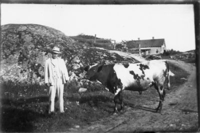 Man stående med oxe.
Nyckelord: Oxe Väg