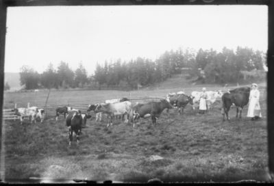2 kvinnor stående bland kor i hage.
Nyckelord: Ko Hage Gärdesgård