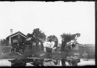 5 män, kvinna och ett barn bland 3 kor och 1 häst.
Nyckelord: Häst Ko