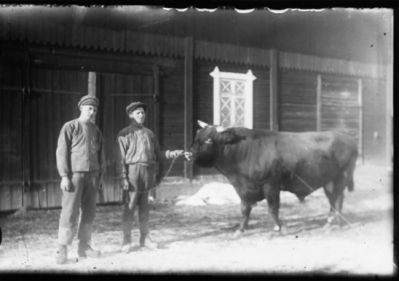 2 män stående med tjur på ladugårdsplan.
Nyckelord: Tjur