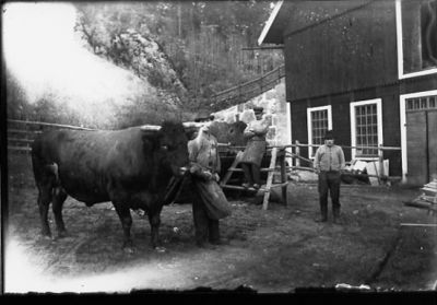 3 män stående med en tjur.
Nyckelord: Tjur Ladugård