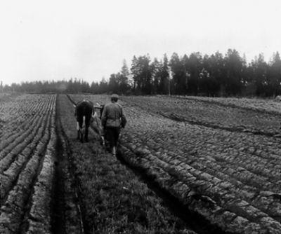Man gående med oxe och plog.
Nyckelord: Dragdjur Oxe Plog
