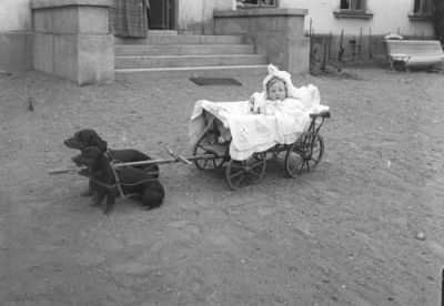 Baby i skrinda dragen av två hundar
Nyckelord: Skrinda Hund
