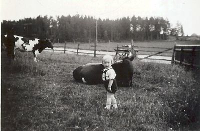 Liten pojke bland kossor i hagen
Nyckelord: Ko Mjölkstätta