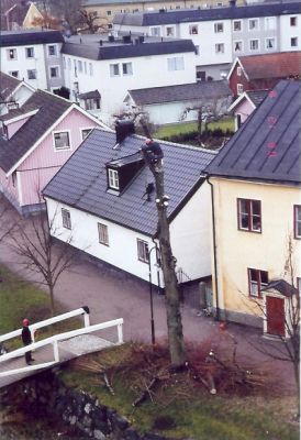 Trädavverkning i stadsmiljö
