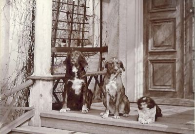 3 hundar på veranda
Nyckelord: Hund