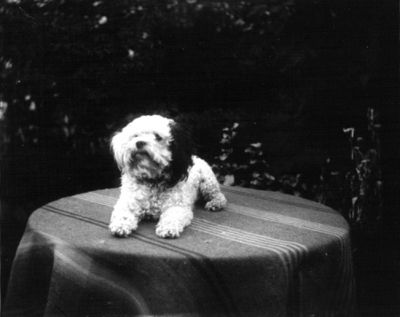Hund liggande på bord
Nyckelord: Hund