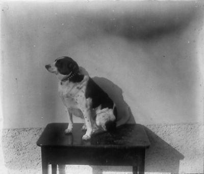 Hund sittande på bord
Nyckelord: Hund