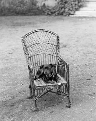 Hund liggande i korgstol
Nyckelord: Hund