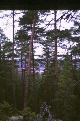 Utsikt från skogen
