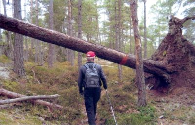 Rotvälta över naturled
