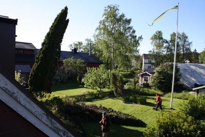 Avverkning av cypresser

