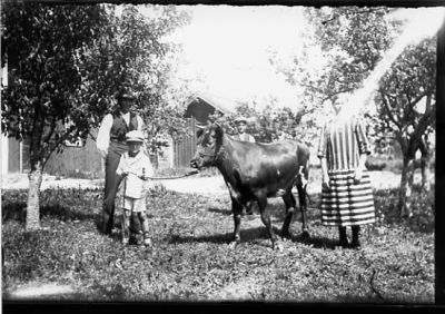 Ett antal personer stående med en tjur i trädgård.
Nyckelord: Tjur