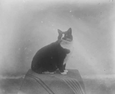 Katt sittande på bord
Nyckelord: Katt
