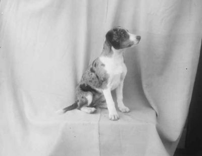Sittande hund
Nyckelord: Hund