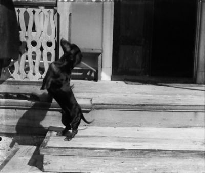 Hunduppvisning på veranda
Nyckelord: Hund