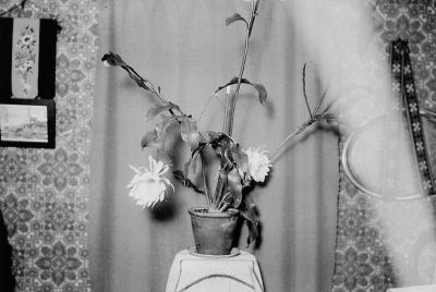 Krukväxt i rum
Nyckelord: Tapet Krukväxt