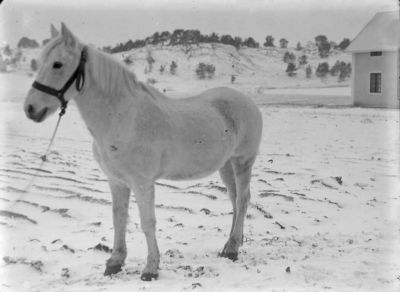 Vit häst på snöigt gärde
Nyckelord: Häst