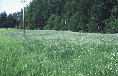 Blommande linfält
Nyckelord: Lin