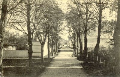 Gata omgiven av träd
