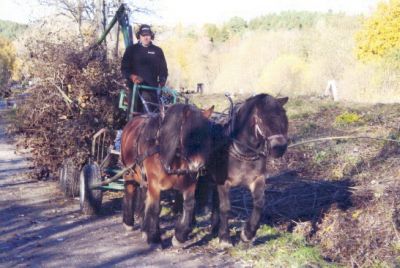 Hästskjuts med ris
