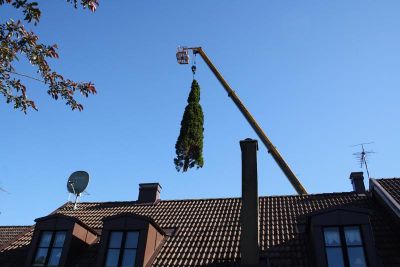 Avverkning av cypresser
